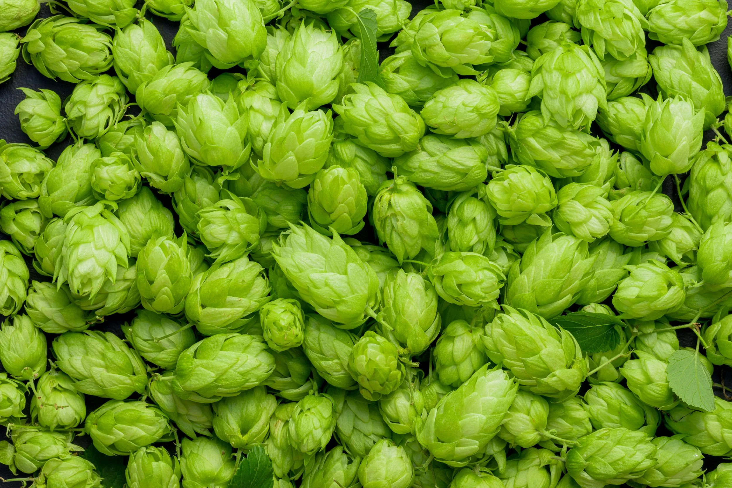 Nontraditional Techniques in Modern Beer Brewing