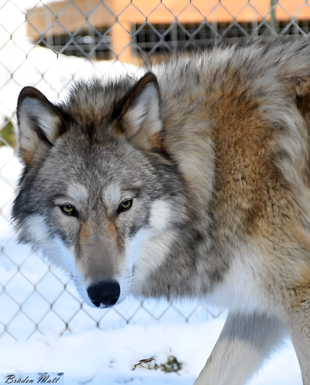 Replacing Myth with Understanding: Highway Wolf Highlights The Red Riding Hood Rescue Project