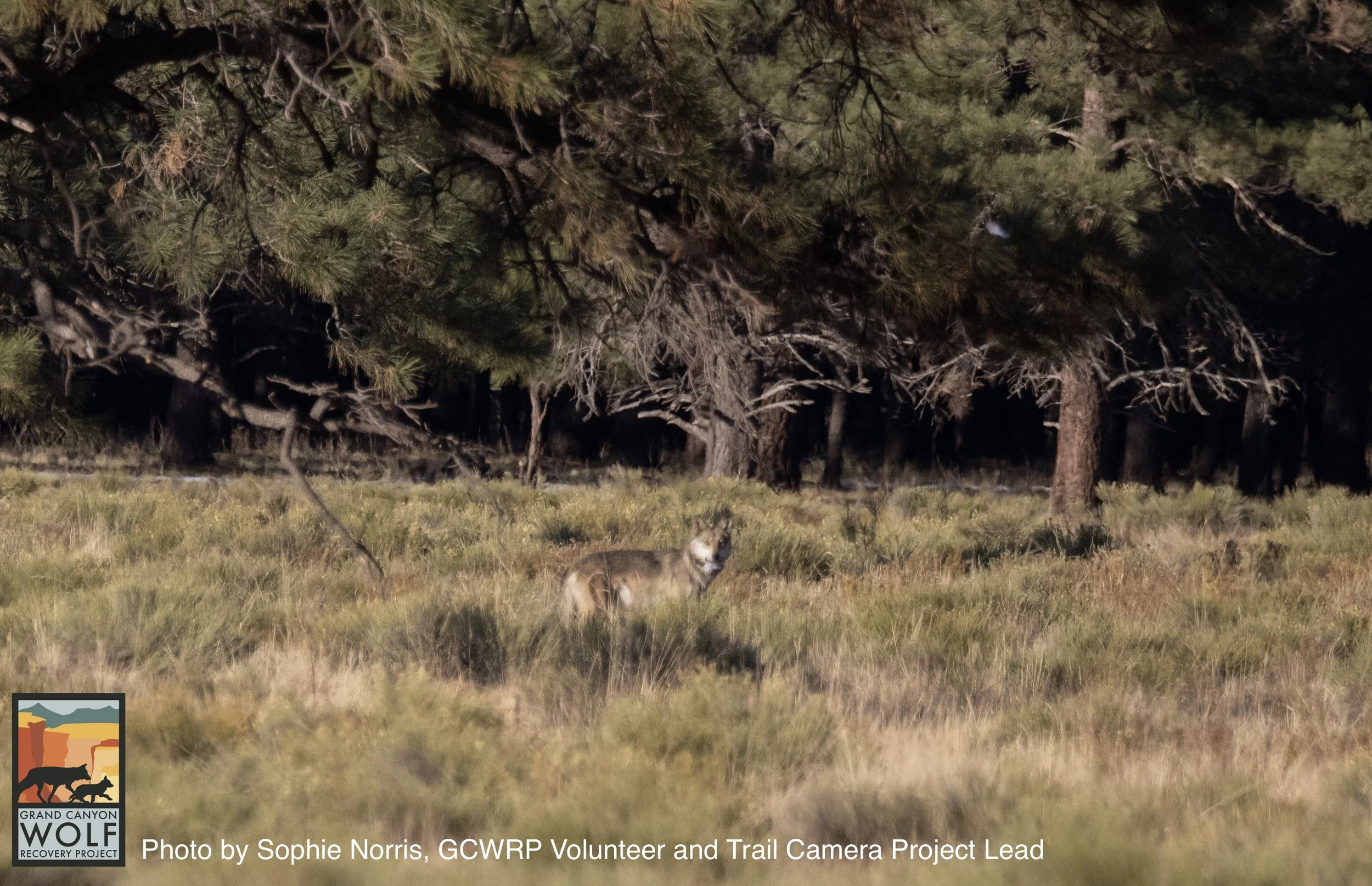 Co-Thriving with Wolves: Highway Wolf's April Spotlight Features Grand Canyon Wolf Recovery Project
