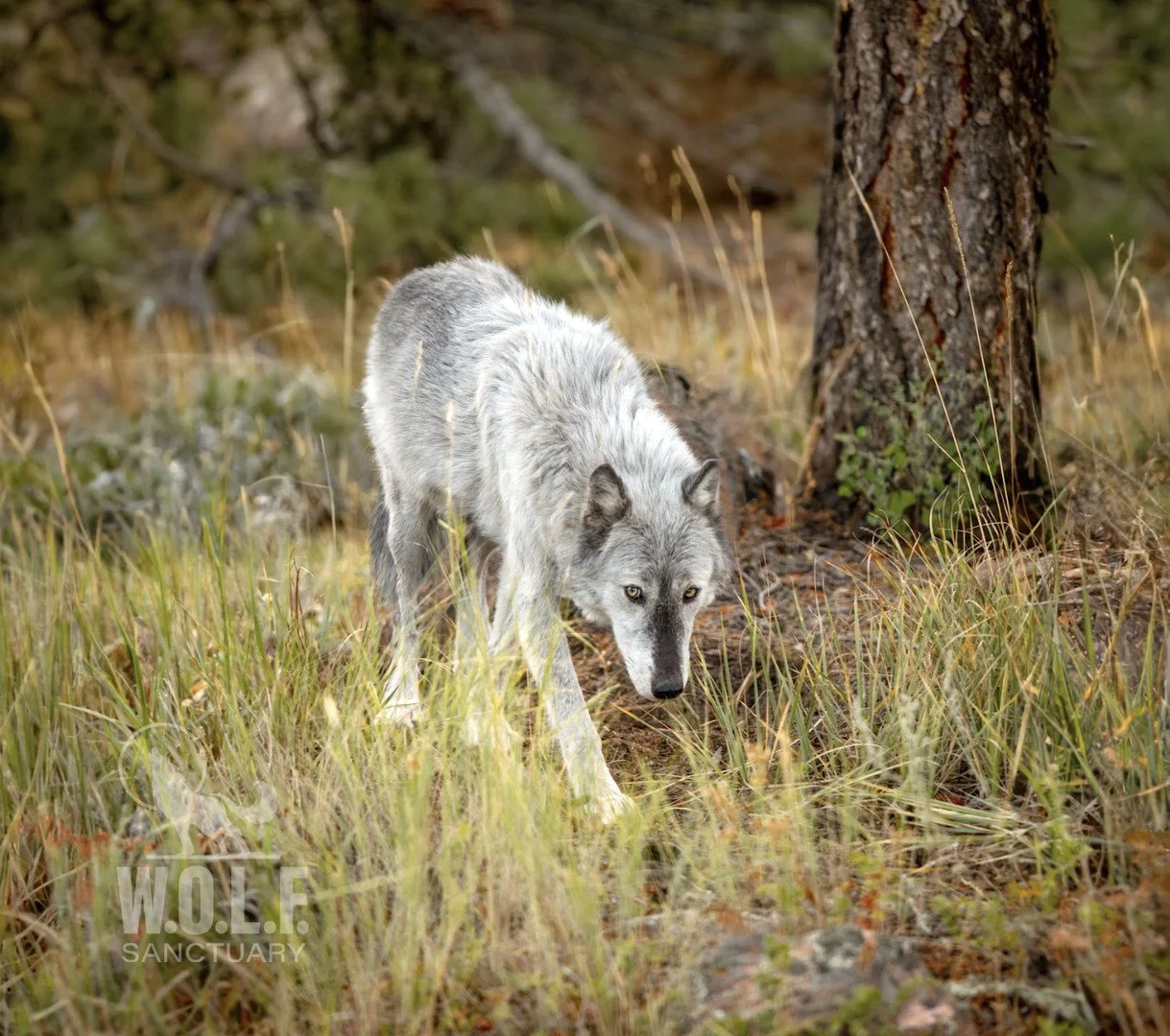 WOLFSanctuary_Photo2.jpg