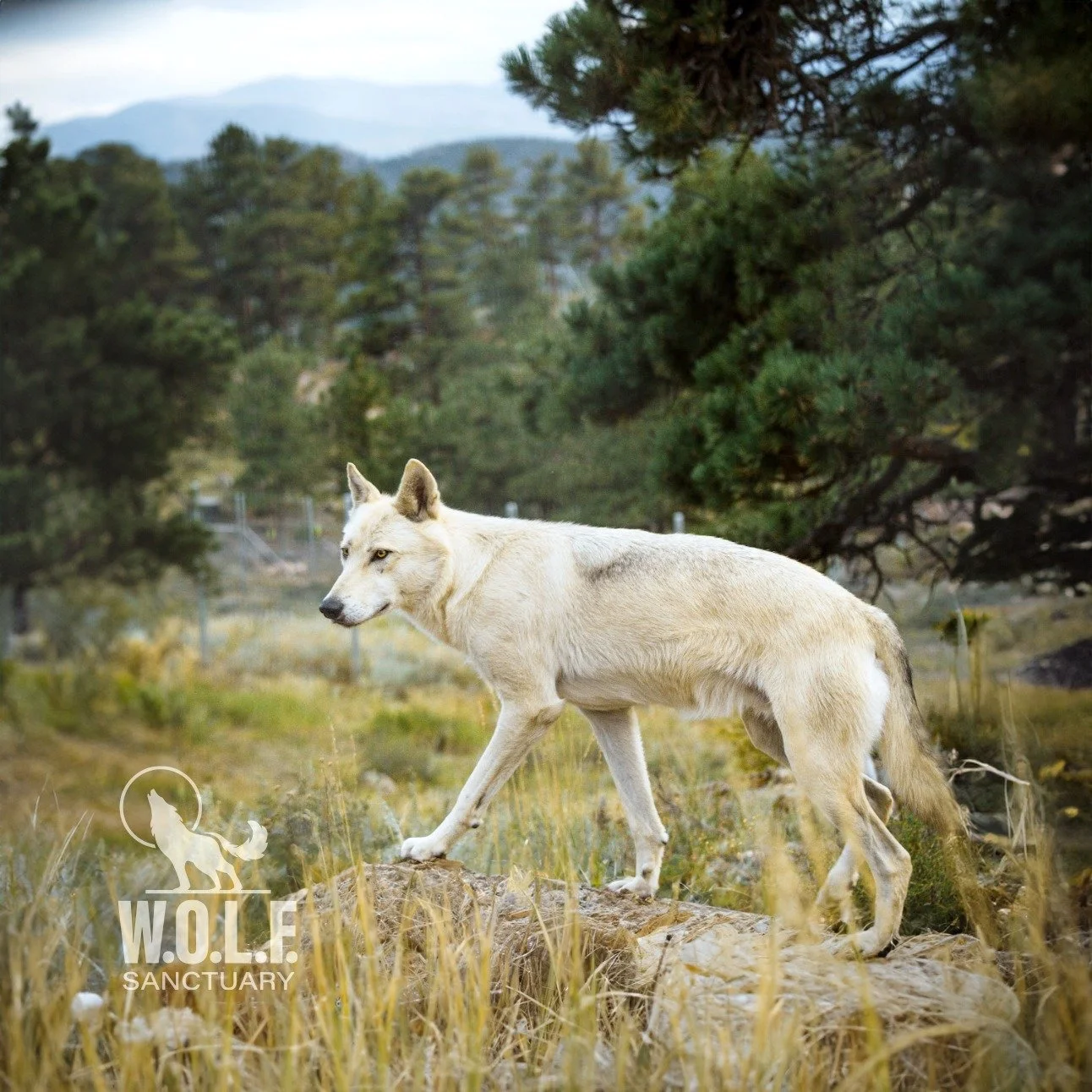 WOLFSanctuary_Photo3.jpg
