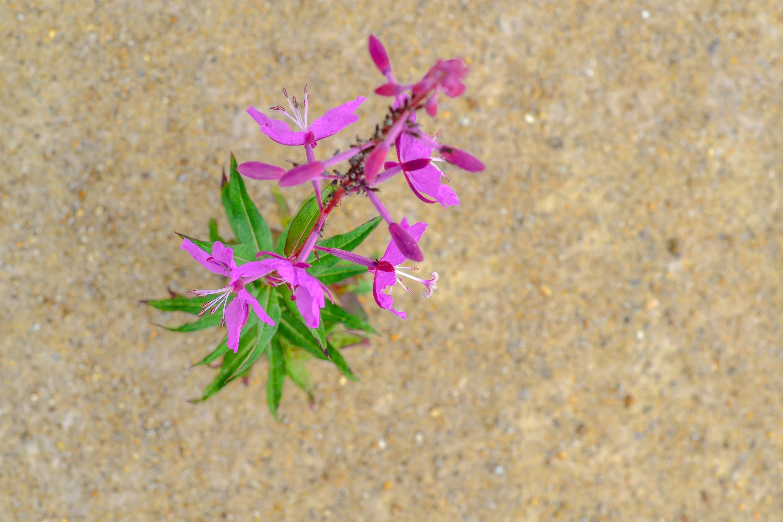DSC_0044.jpg