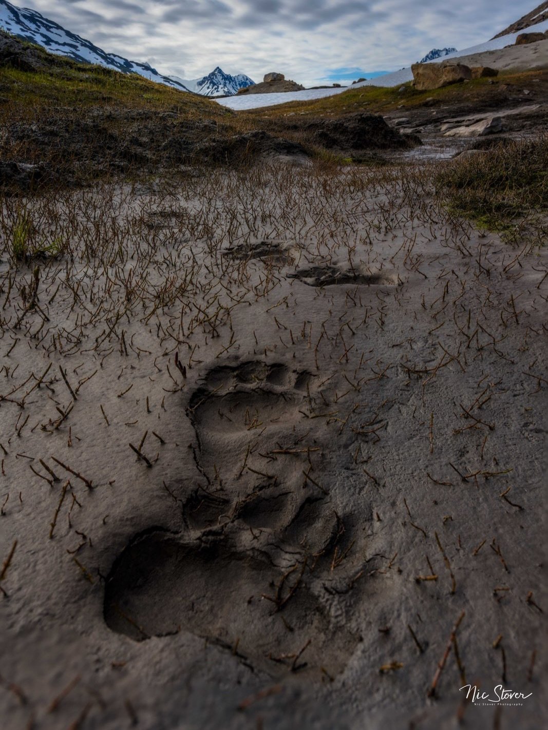 Thankful for bear prints, wildflowers, and the million little reasons we love flying in Wrangell-St. Elias 🐾🌼

Photographer Nic Stover just shared a sneak peek of his trip to Iceberg Lake and Skolai this past summer, and we can&rsquo;t wait to see 
