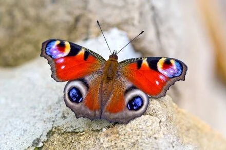 595C995C-70ED-4914-896F-5EE0A2B94D99