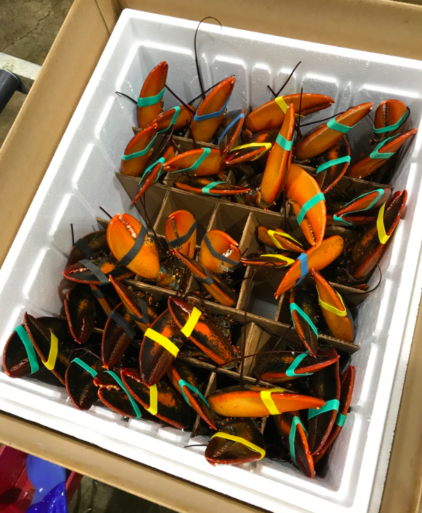 EU eliminates tariffs on US lobster exports