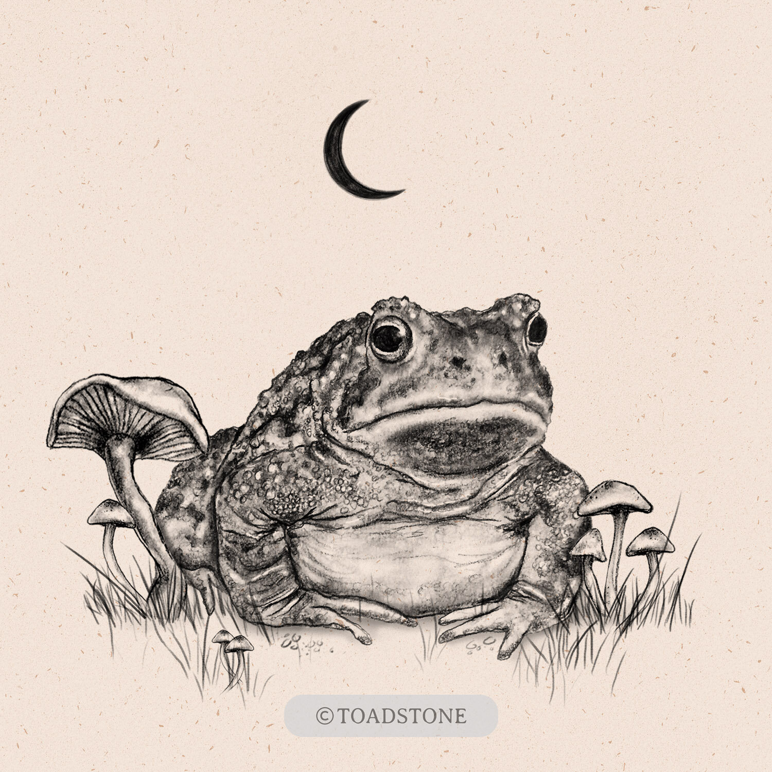 TOAD SPIRIT