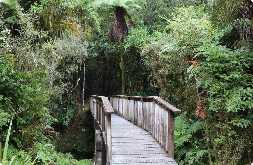 Bridge near Lake Matheson, Aotearoa. Photo: Andrew MacDonald