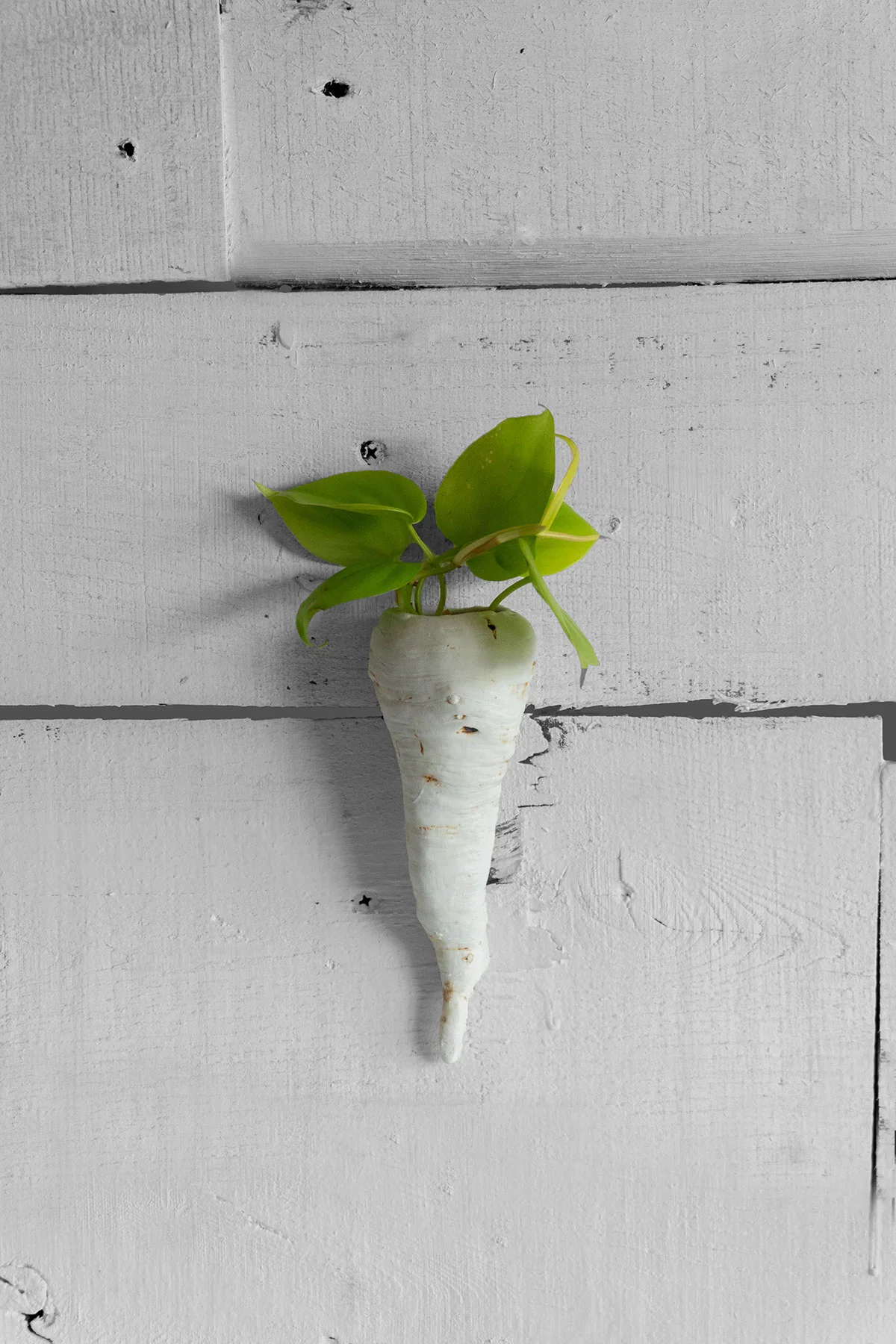 parsnip-planter.jpg