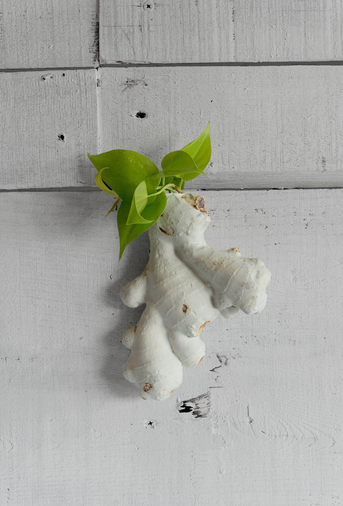 ginger-planter-web.jpg