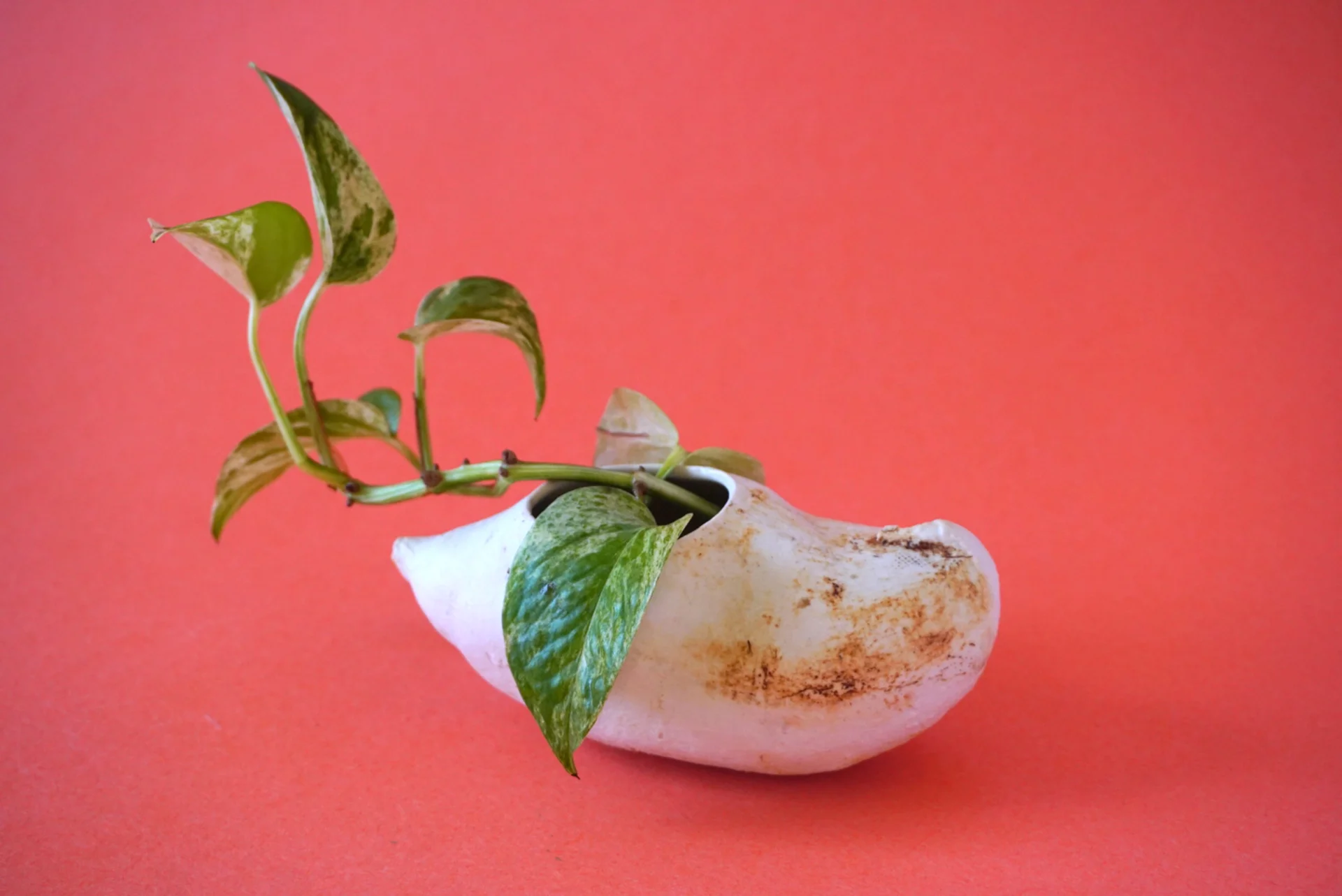 ASalcer-potatoplanter.jpg