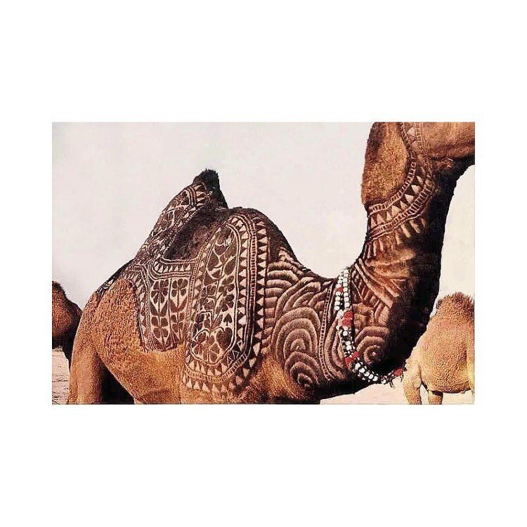 Inspired. Camel Shearing from the annual Bikaner Camel Festival on the border of India and Pakistan.
#inspiration
#pattern
#design