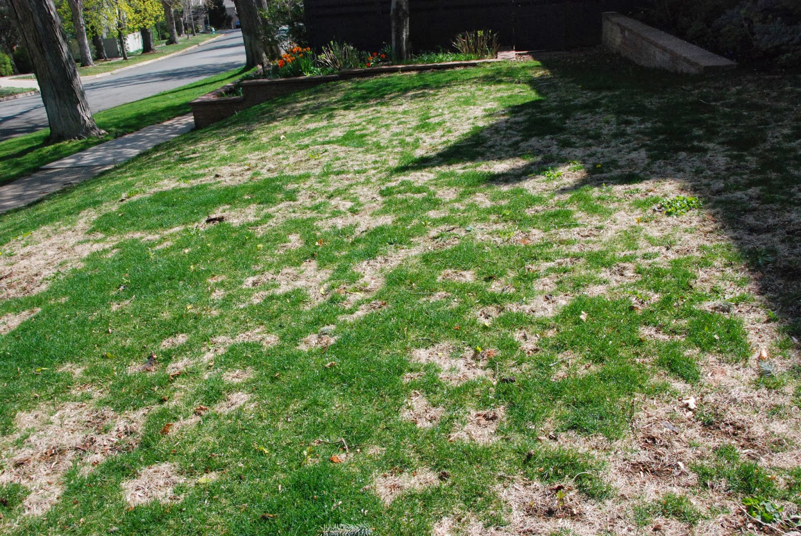 Fungus ID thread | Page 19 | Lawn Care Forum