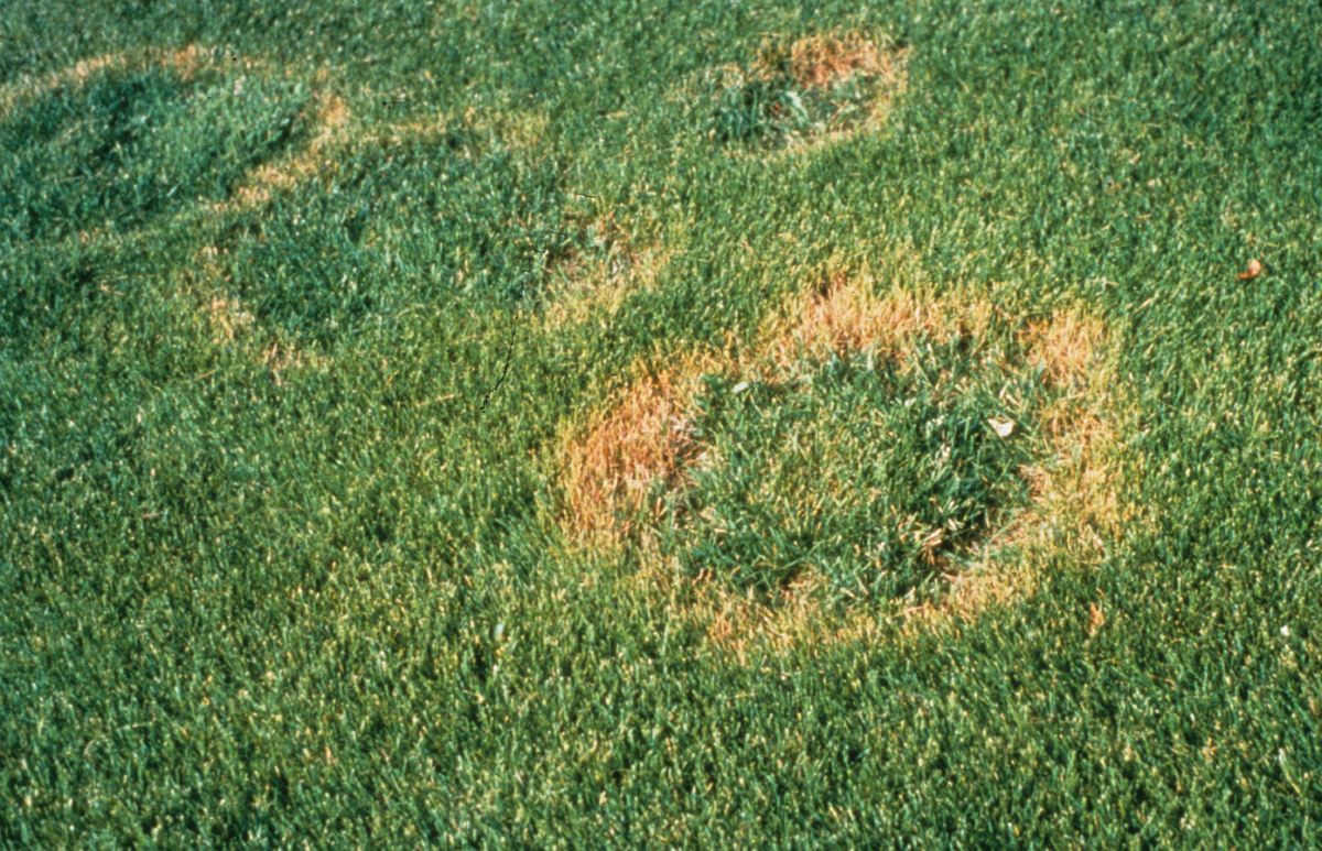 Spring Dead Spot of Bermudagrass: A Challenge for Researchers and Turfgrass  Managers