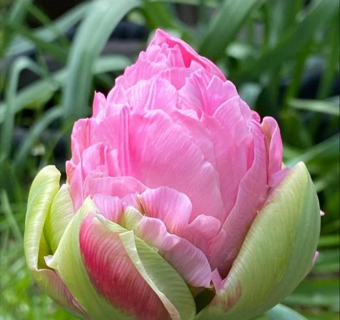 peony.jpg