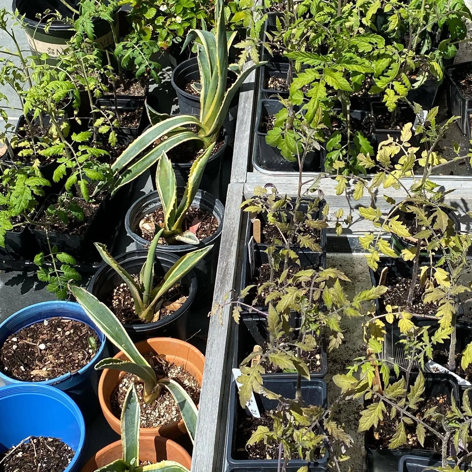 Plants for sale: pink cherry tomatoes, purple cherry tomatoes, cucumbers, alpine strawberries, orange amaranth, zinnias, collard greens, nasturtiums, pumpkins, succulents and dahlias available now.
Watermelon, squash and beans available starting 5/7.