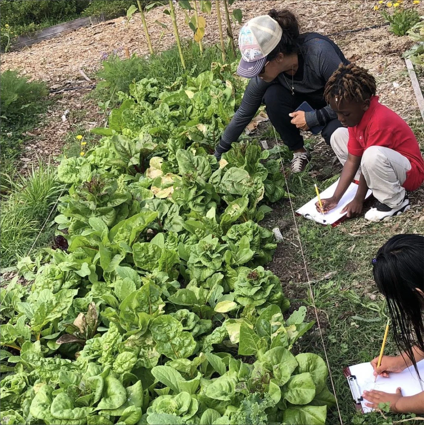 edible-garden.jpg