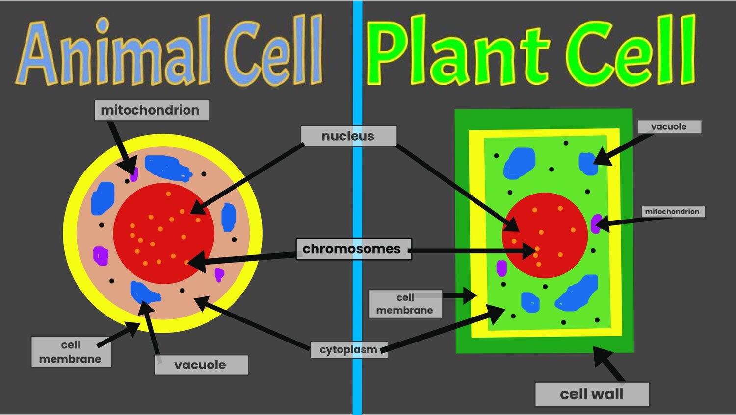 Https Images Squarespace Cdn Com Content V1 5b85ec81cef372898c6b0be9 1568645941649 C7l9gfiwt2rwbhejpcfl 5th Animal Plant C In 2021 Cell Membrane Plant Cell Cell Wall