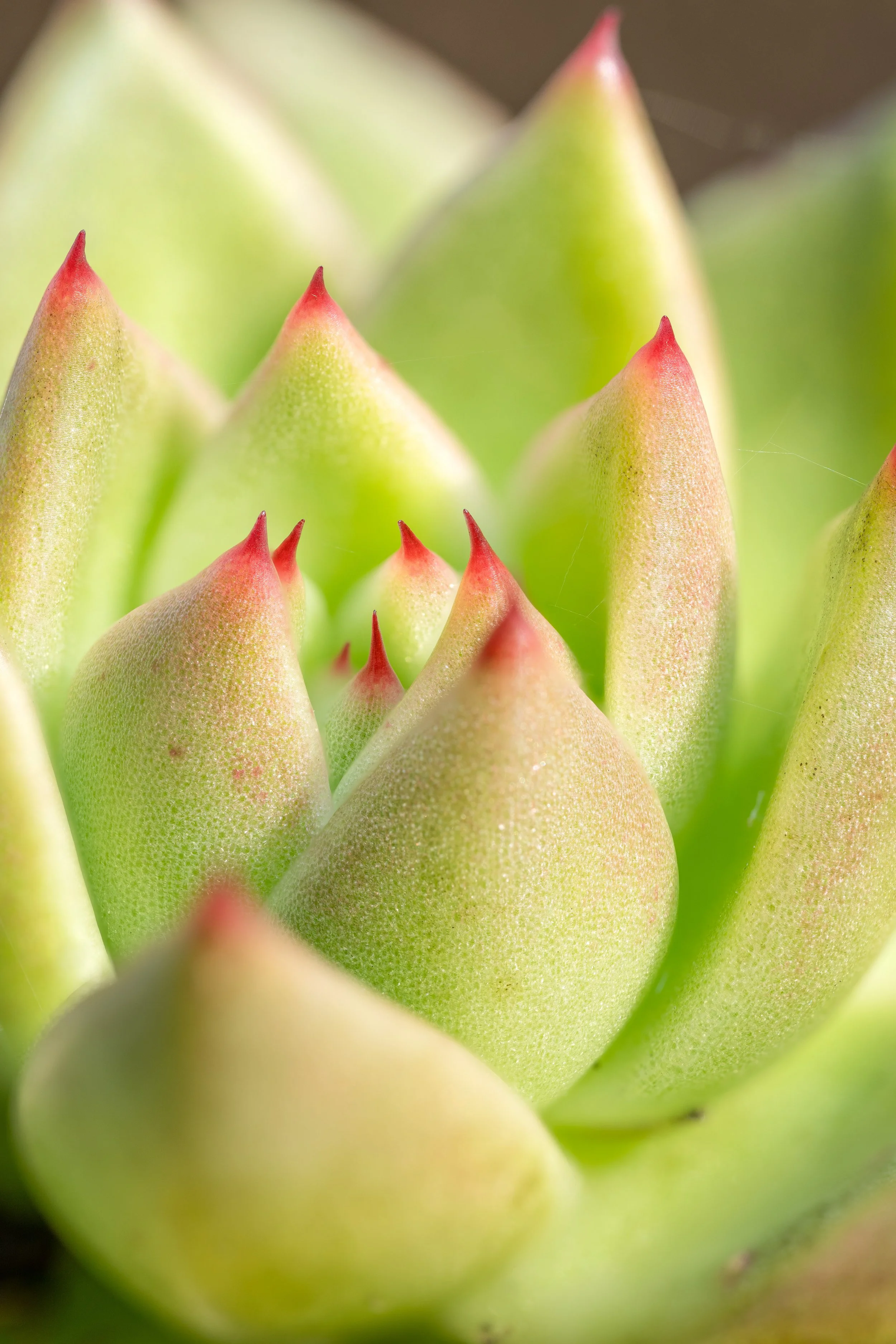 macro1-Edit.jpg