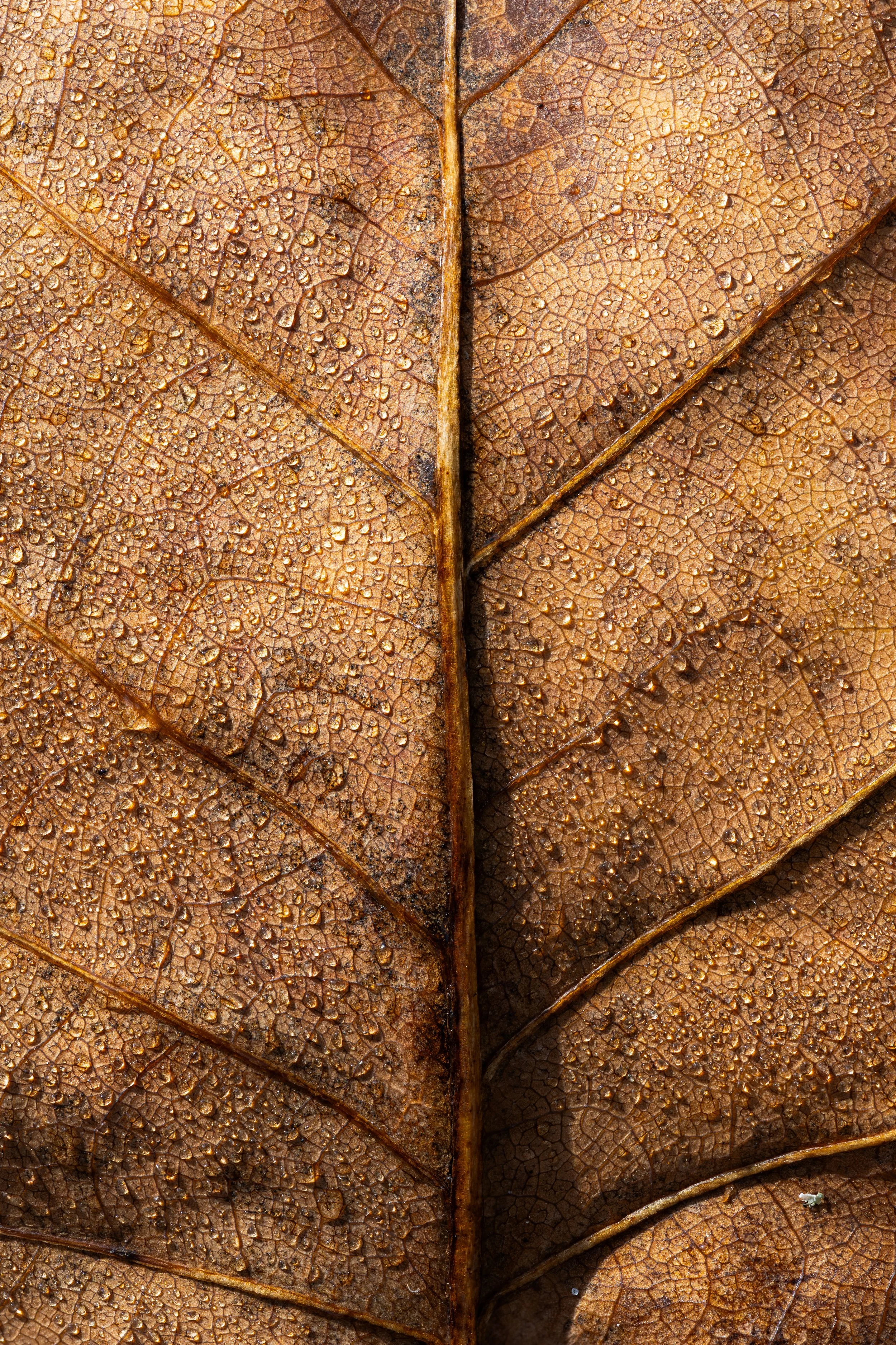 macrostack3-Edit-2.jpg