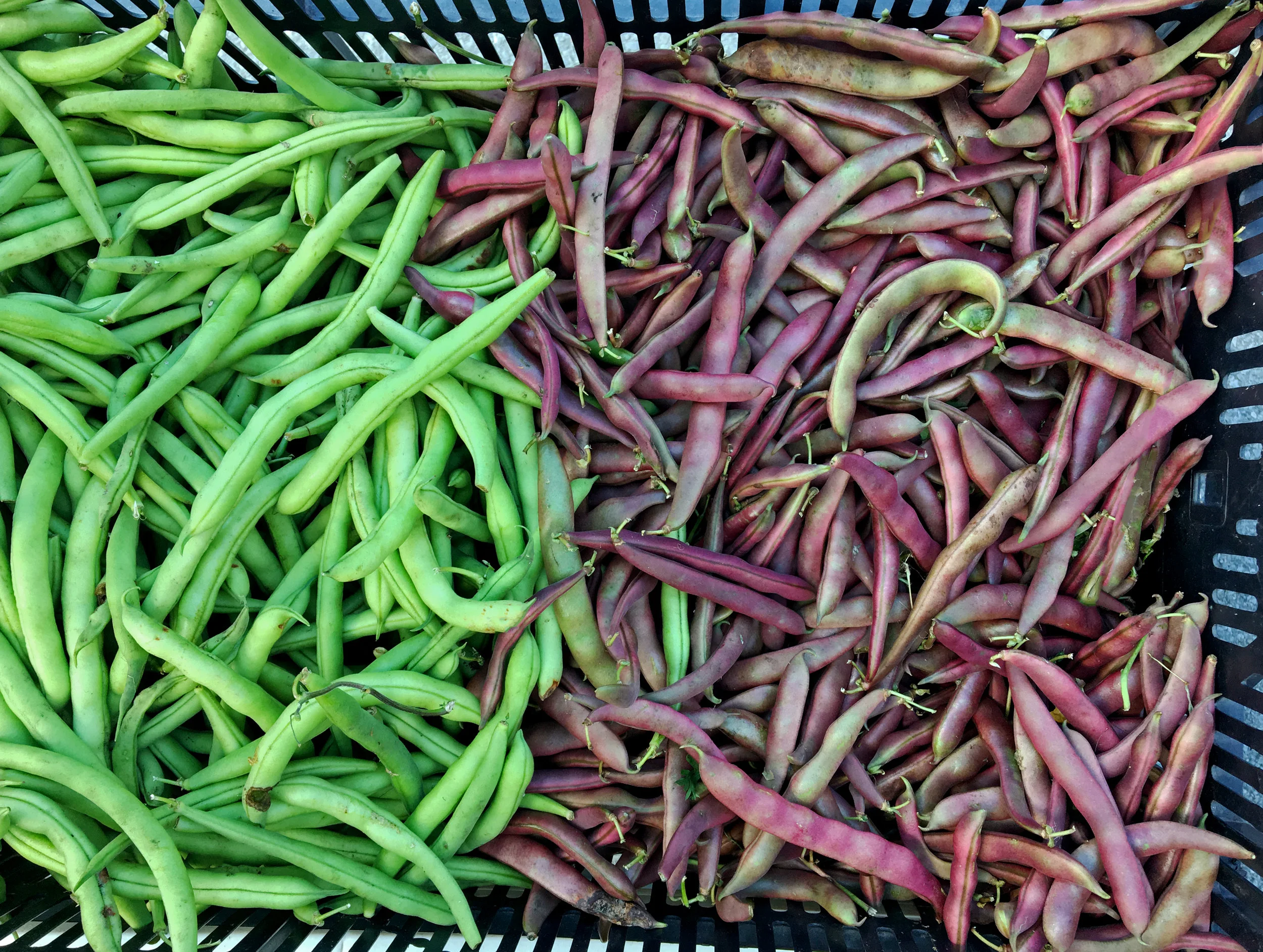 Snap Peas Edited.jpg