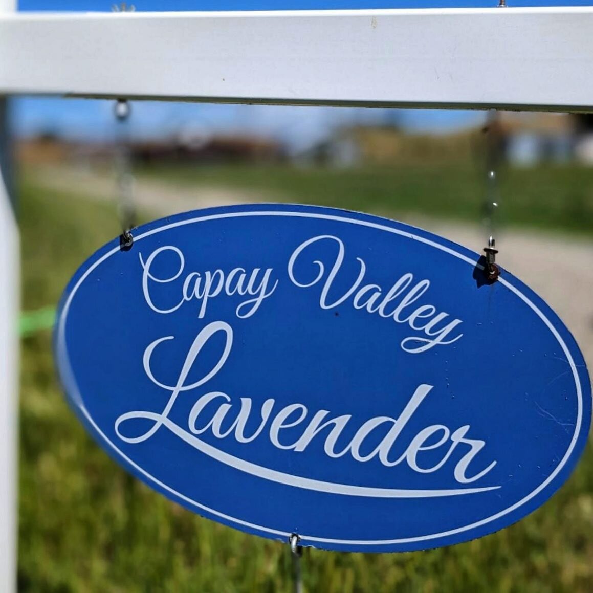 We love supporting and using local ingredients. One of our faves is @capay_valley_lavender which we use in our StrawPerry, they have a great story and outstanding lavender! 

They started with a dream of farming and a small patch of land perfect for 