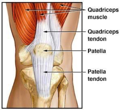 The Quadricep Tendon And The Nba