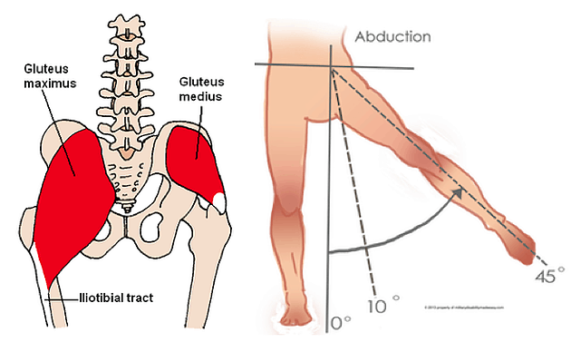 Muscles of the hip.