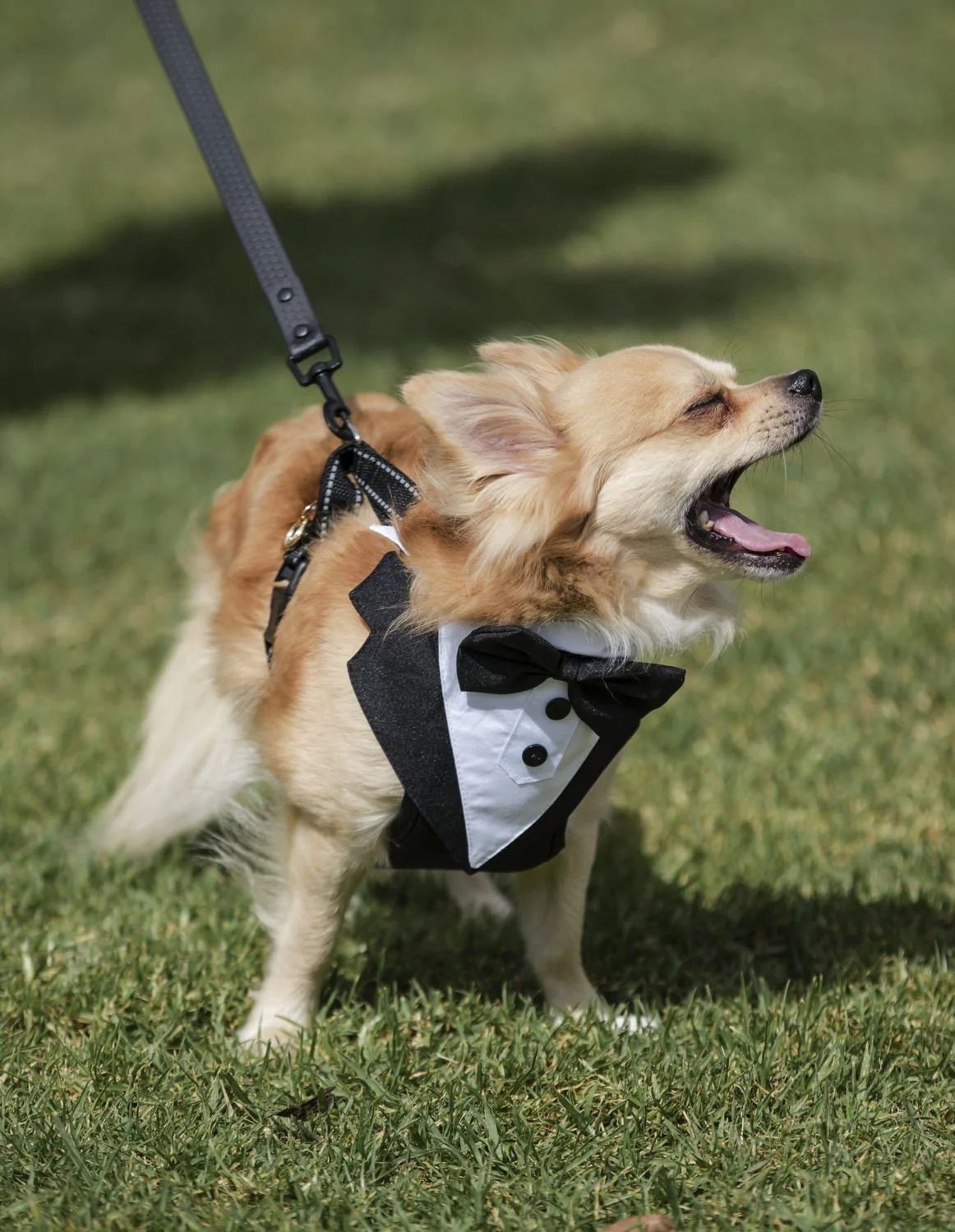 Adams peak country estate  Hunter Valley 242.JPG