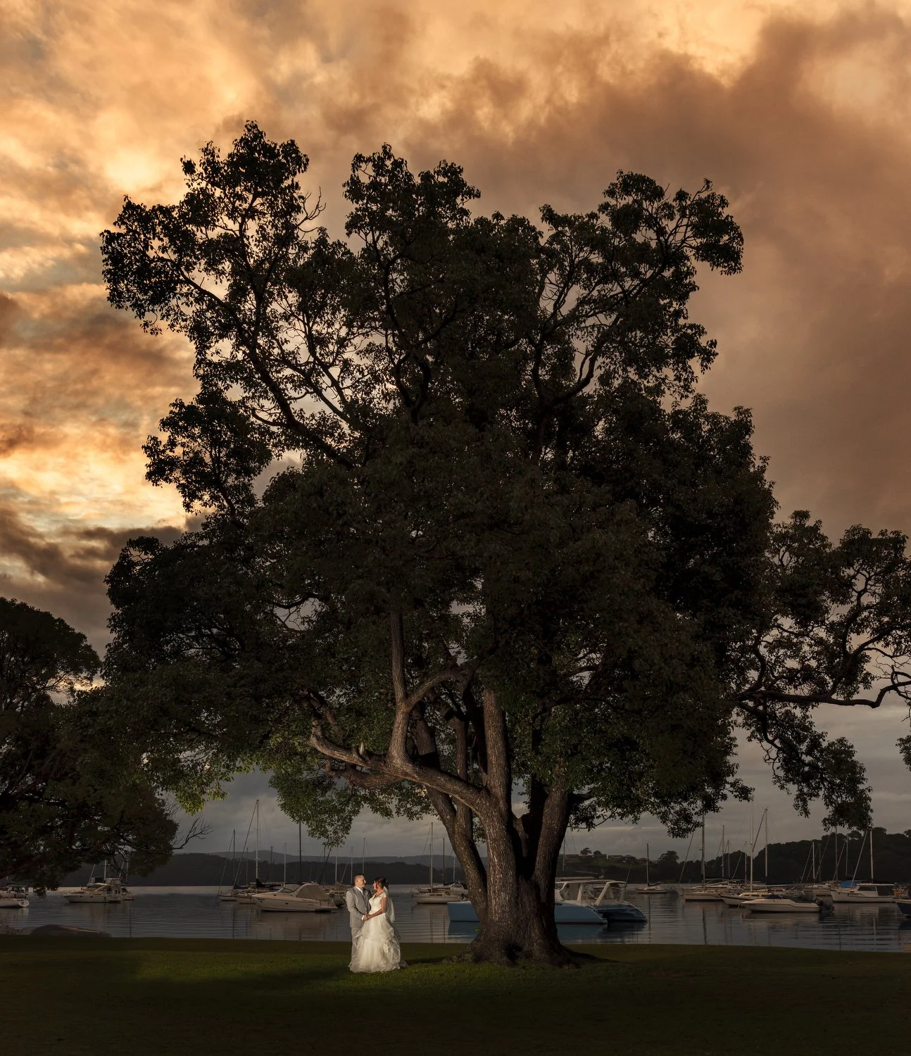 Lone tree silhouetted against a golden sky with the couple tiny beneath, Lake Macquarie