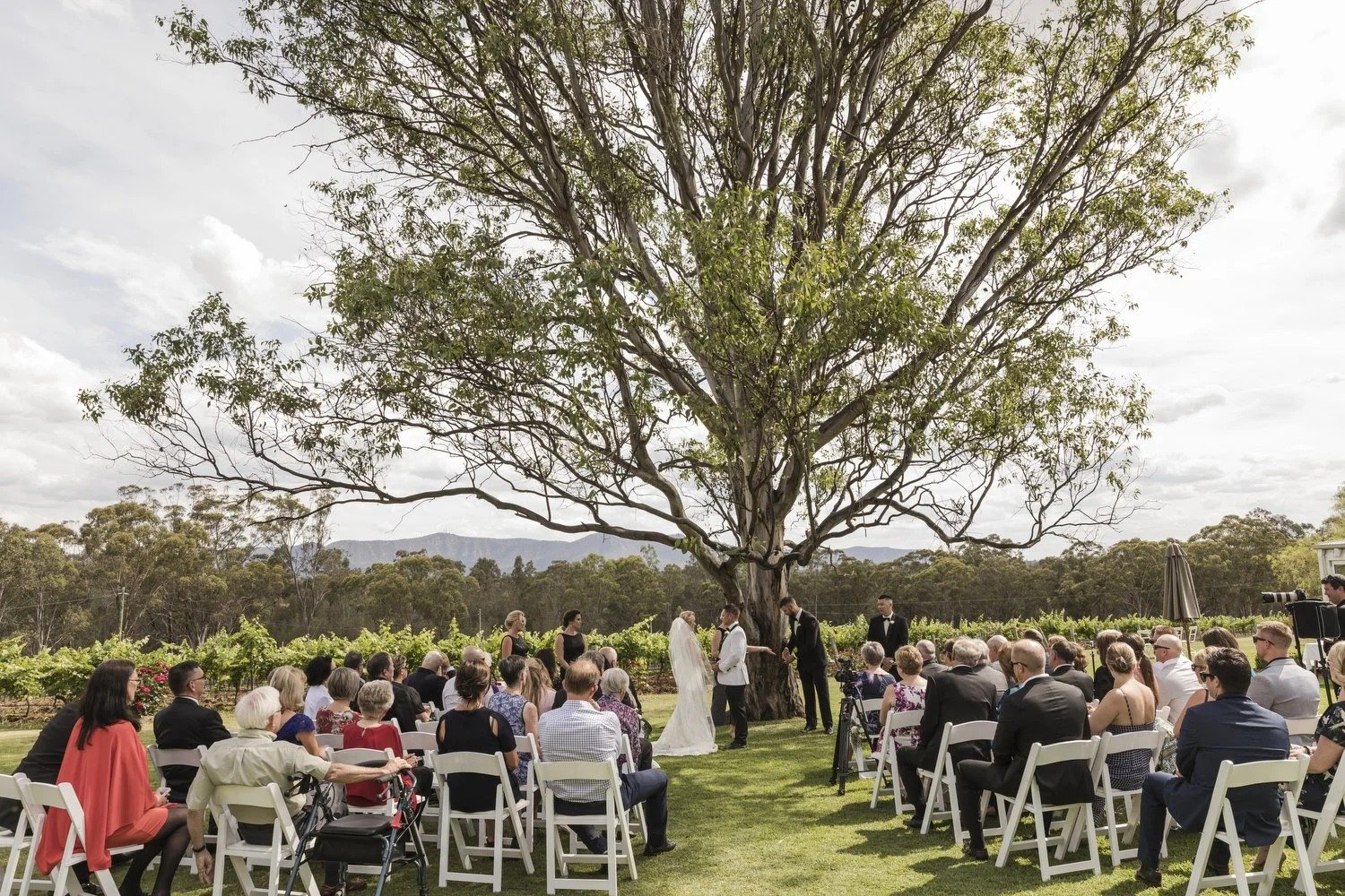 Ceremony under the big gum on the lawn, vines and the Brokenback Range behind, Spicers Vineyards Estate, Pokolbin