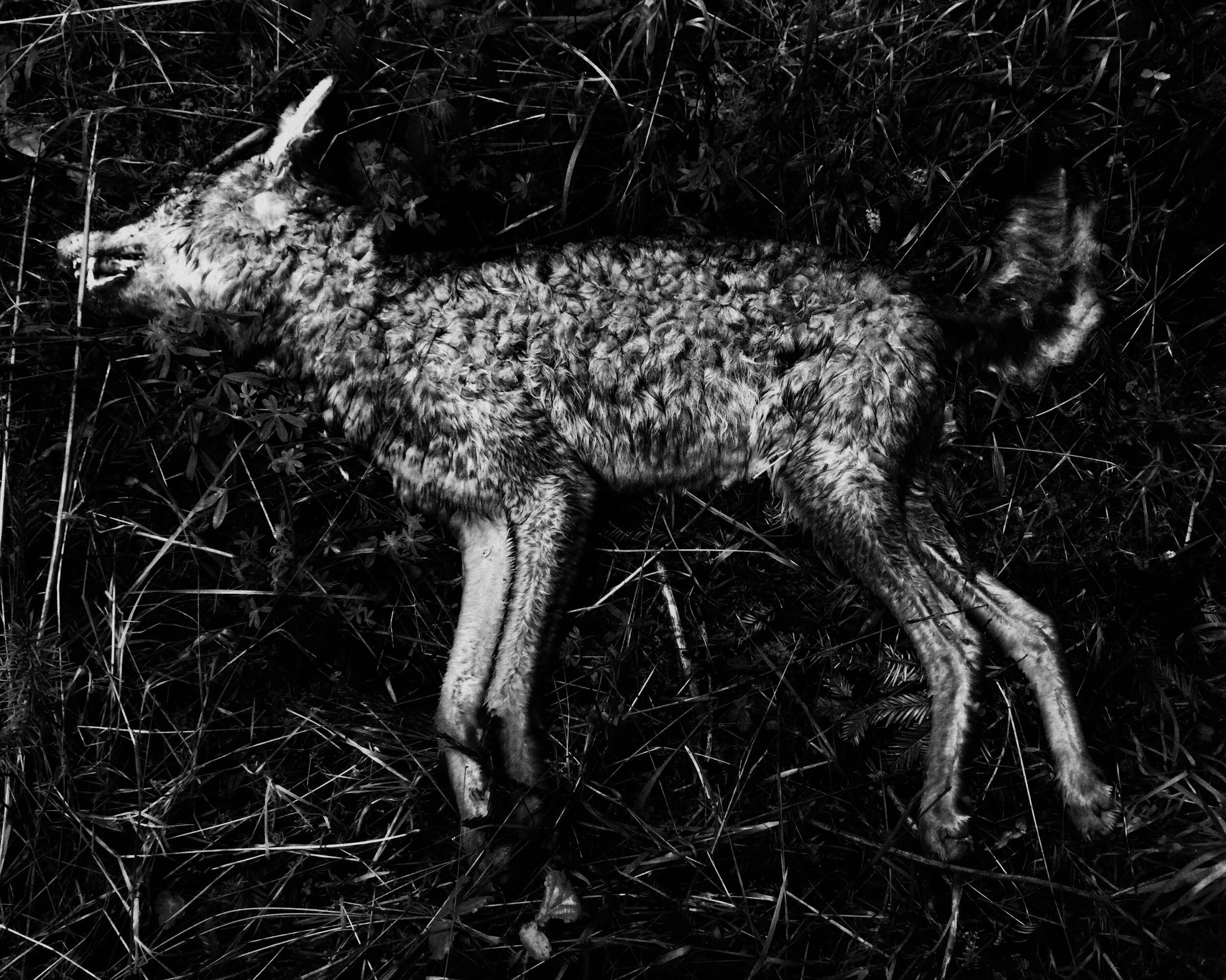 JPEG image-2C9D022EAEAD-1.jpeg