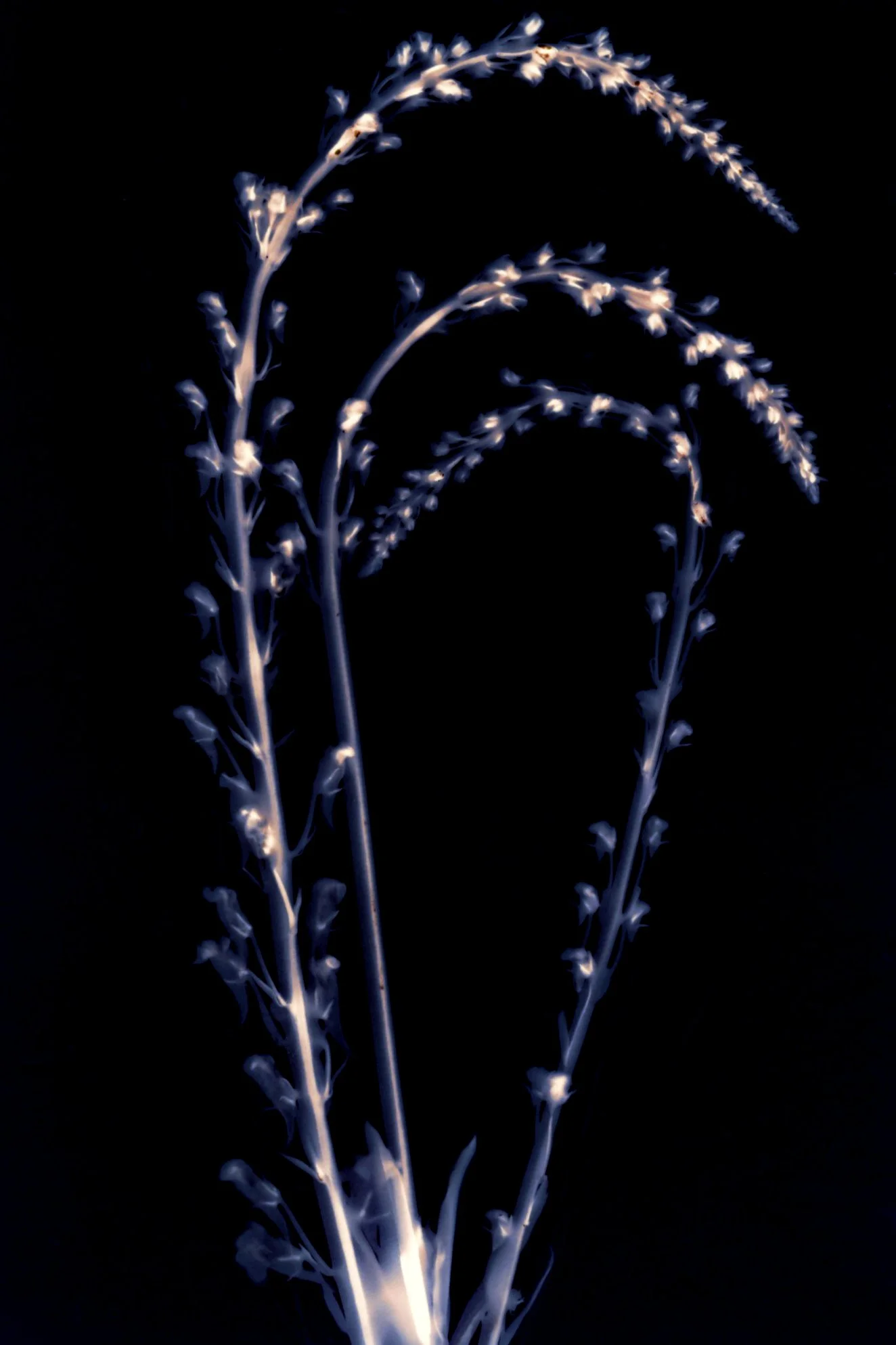 unknown specimen (2021)