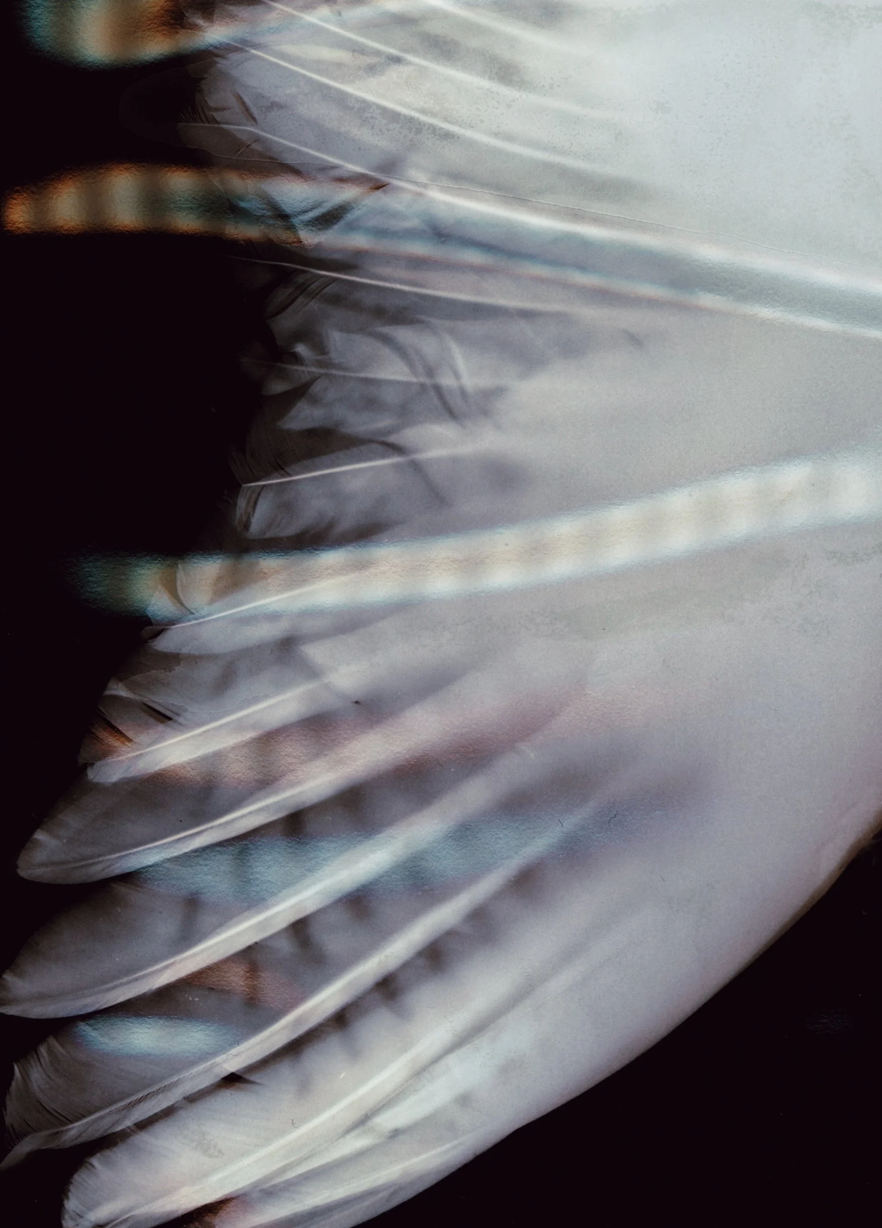 pheasant wing (2022)