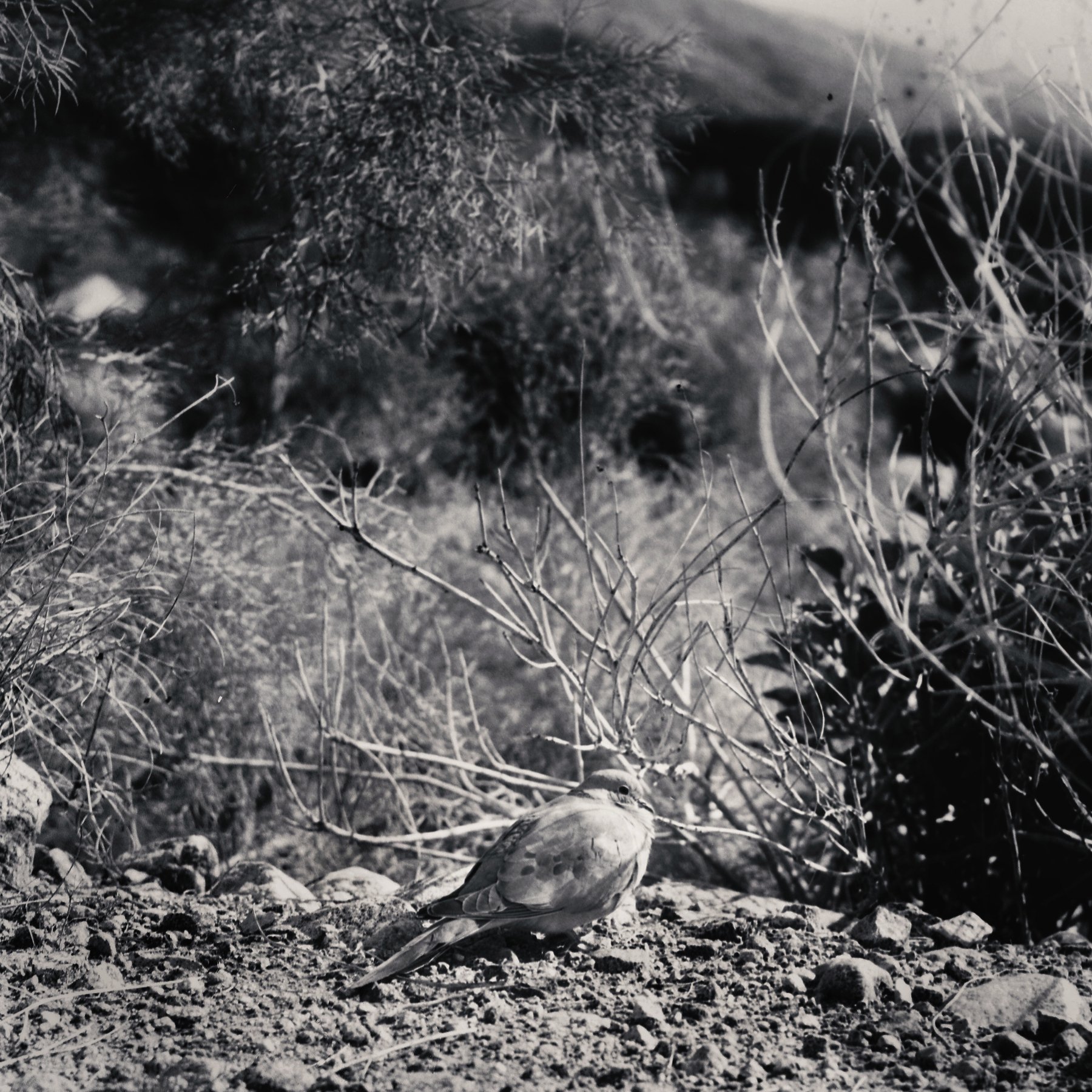 Mourning Dove.JPG