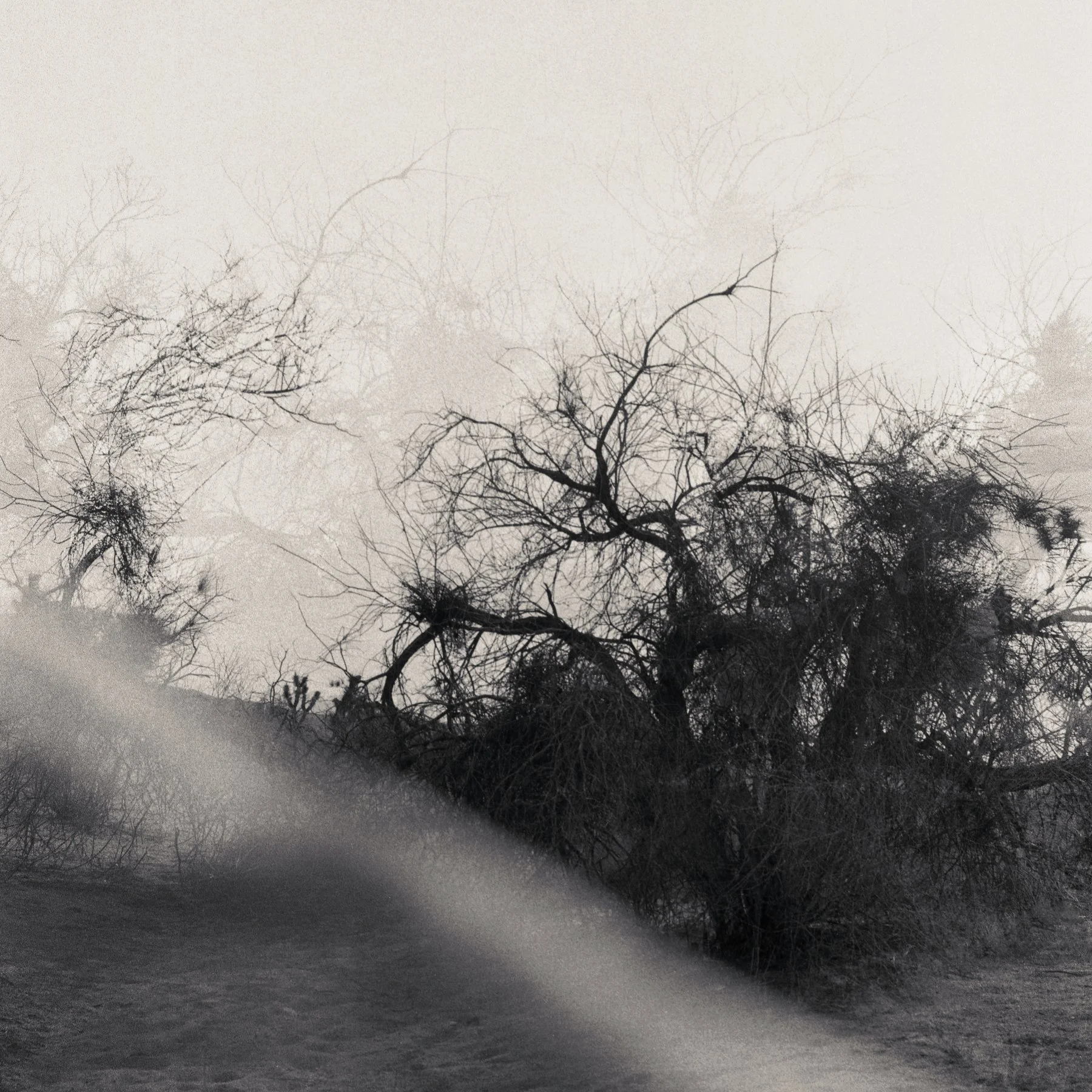 Bachelard's Trees.JPG