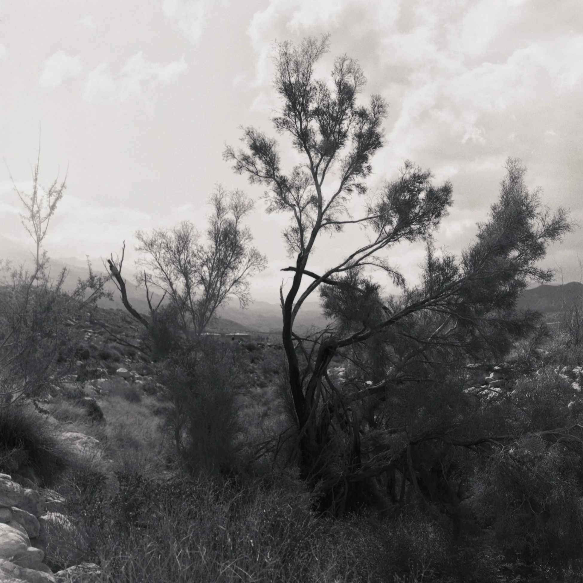 The Arroyo.JPG