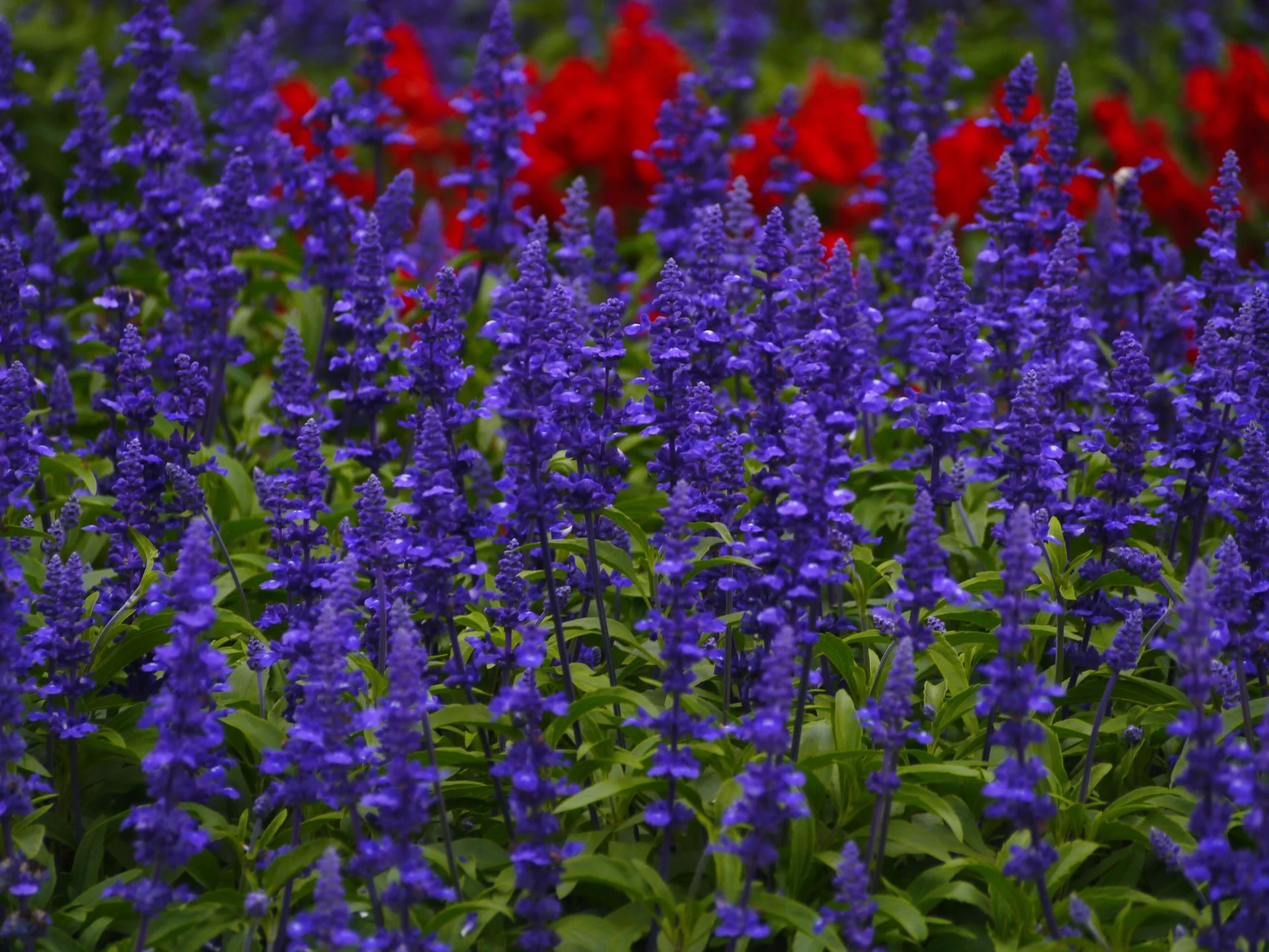 blue-sage-1439747_1920.jpg