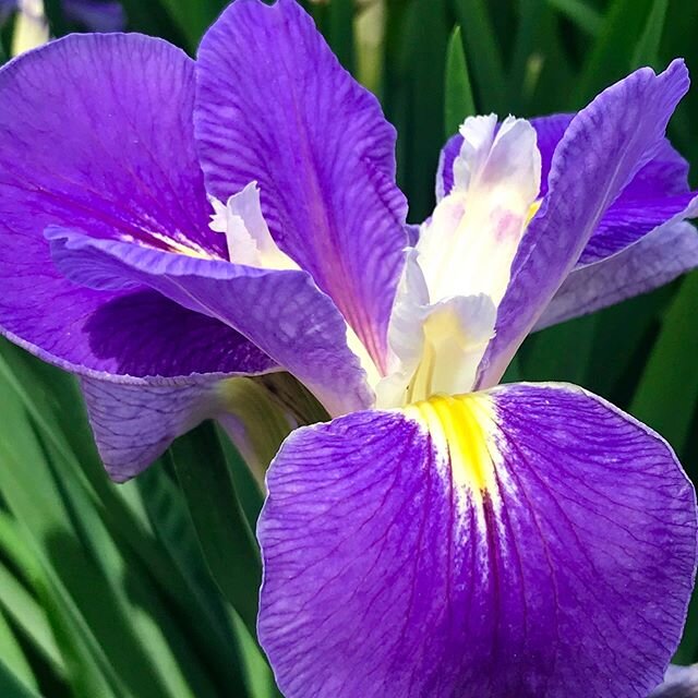 Little things can really make my day now.  It&rsquo;s early summer down here in the Low country as evidenced by this wild iris growing along a pond. I stopped and stared at it a while during my morning dog walk. #purple #timothypaul#summercolor#lowco