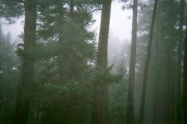 Tucson Junior Strings - Chamber Music In the Mountains