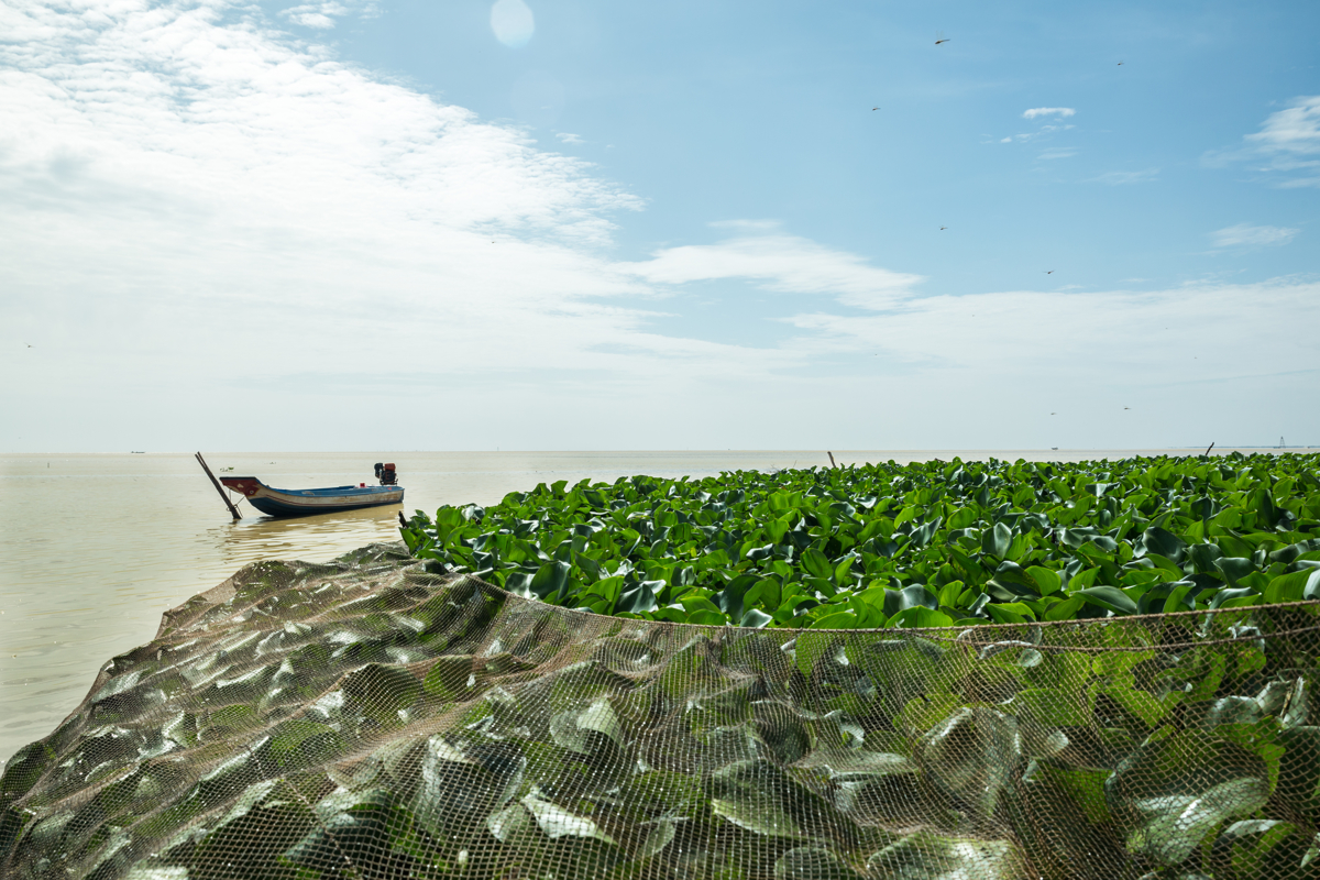 May 26, 2016 - Kampong Loung, Cambodia. Fishermen encircle floating water hyacinth in an attempt to catch the fish that use it for shelter. © Nicolas Axelrod / Ruom