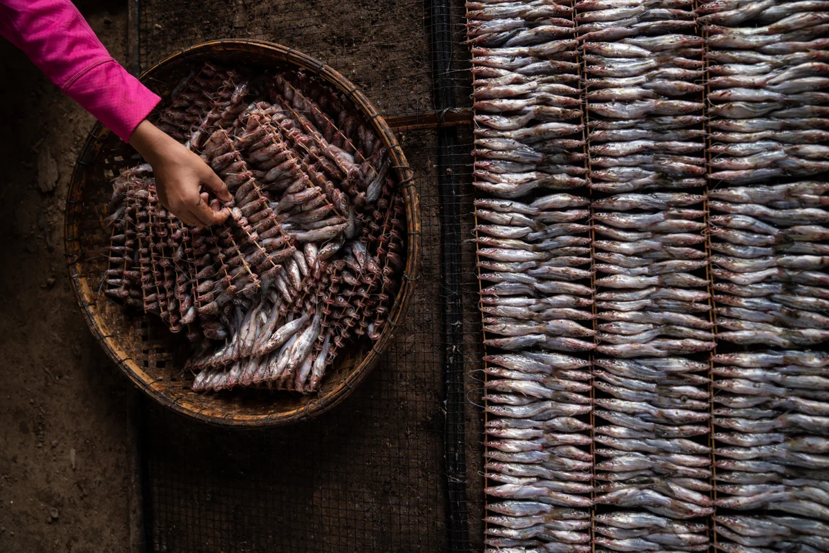 June 04, 2018 - Kampong Chhnang, Cambodia. Fish smoking is common around the Tonle Sap lake as a delicacy and as a form of conserving fish. © Nicolas Axelrod / Ruom