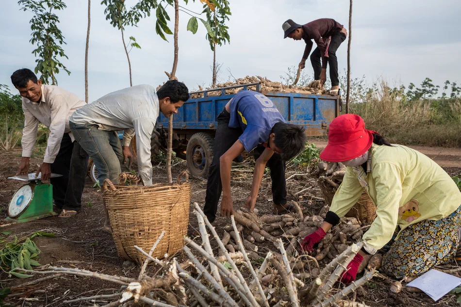 December 26, 2013 - Kampong Cham, Cambodia. Mr Ol Neng and Mrs. HY Sengteun harvest cassava, Angkor Chey Village. © Nicolas Axelrod / Ruom for SNV