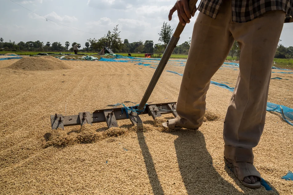 January 28, 2014 - Battambang, Cambodia. Rice is sun dried in a field on the outskirts of Battambang. The rice is set to dry for three days before being taken to the mill for de-husking. © Nicolas Axelrod / Ruom for SNV