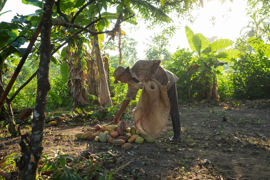 COLOMBIA - From coca to cacao