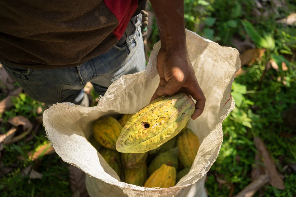 COLOMBIA - From coca to cacao