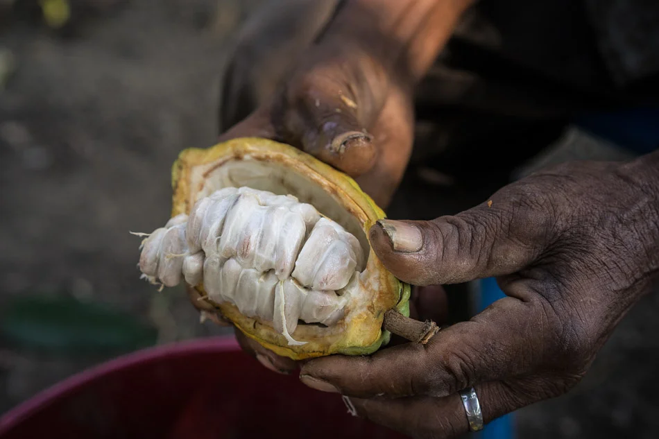 COLOMBIA - From coca to cacao