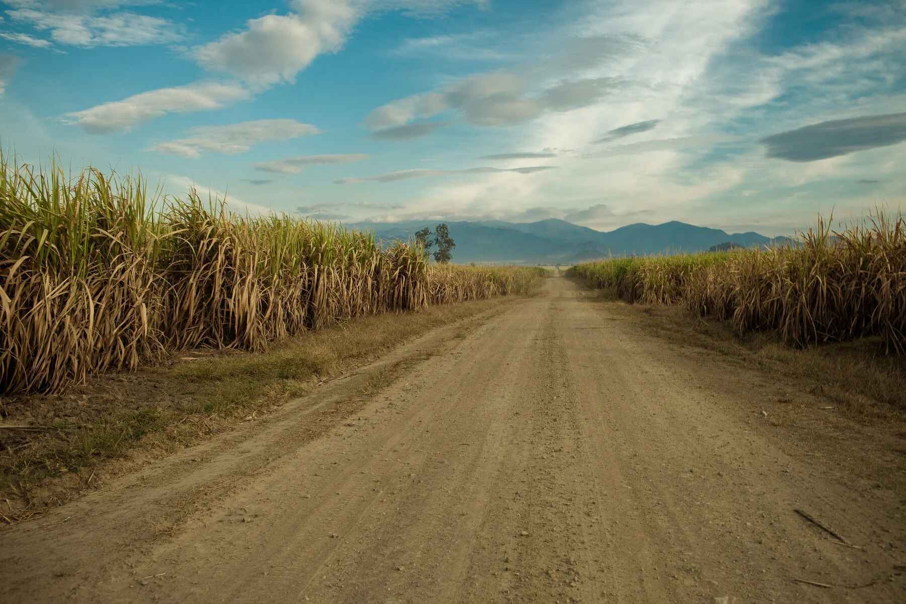 Blood Sugar: life in the Cambodian sugar plantations