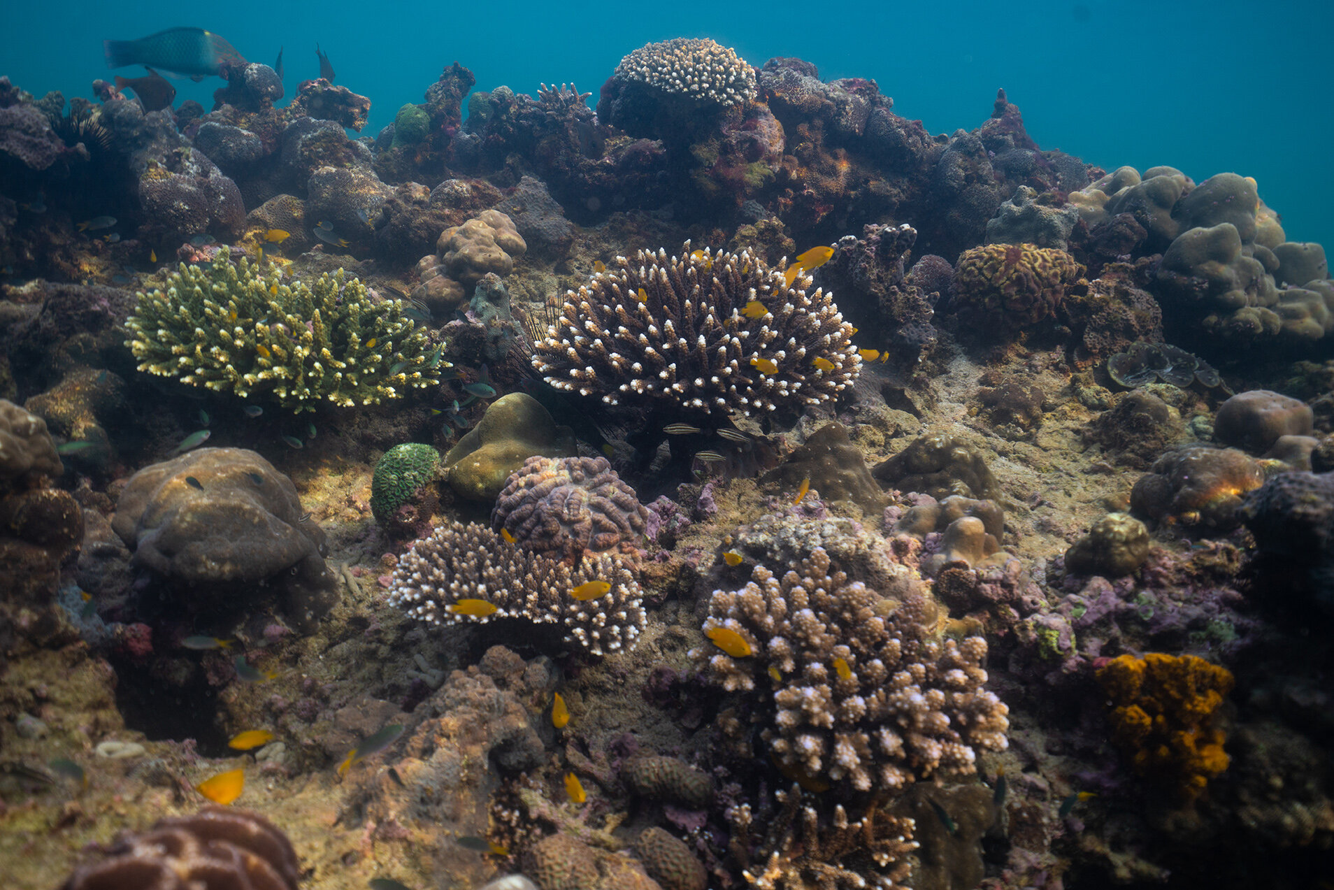  Feb 02, 2020 - Kyun Pila, Myanmar. Underwater landscape of live coral. © Nicolas Axelrod / Ruom 