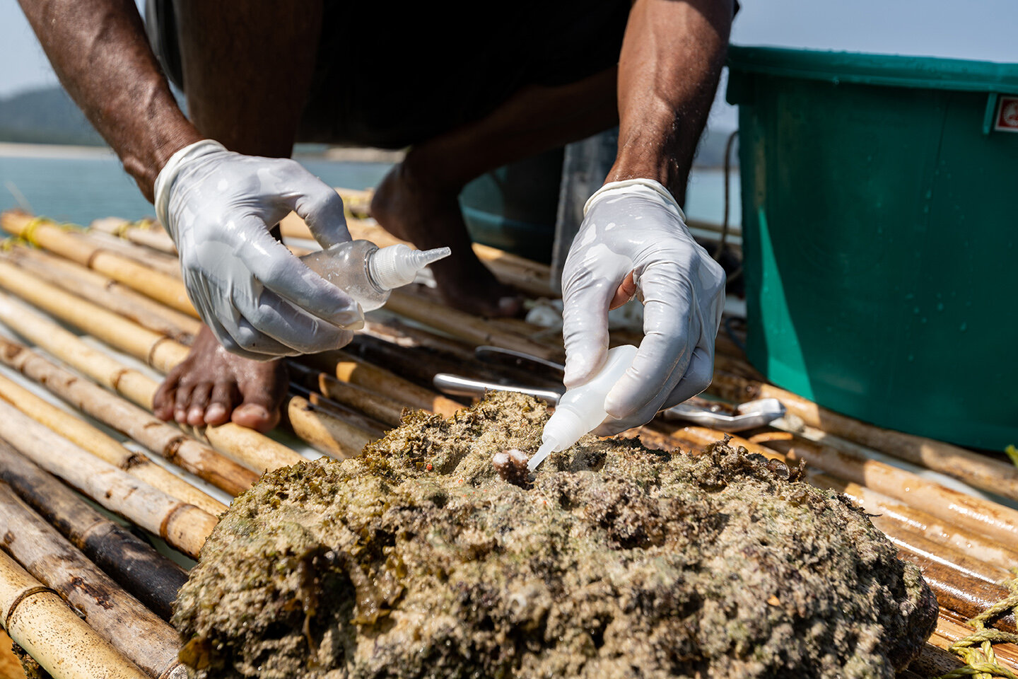  Feb 02, 2020 - Kyun Pila, Myanmar. Anuar Abdullah places a piece of coral on substrate during the coral propagation process. © Nicolas Axelrod / Ruom 