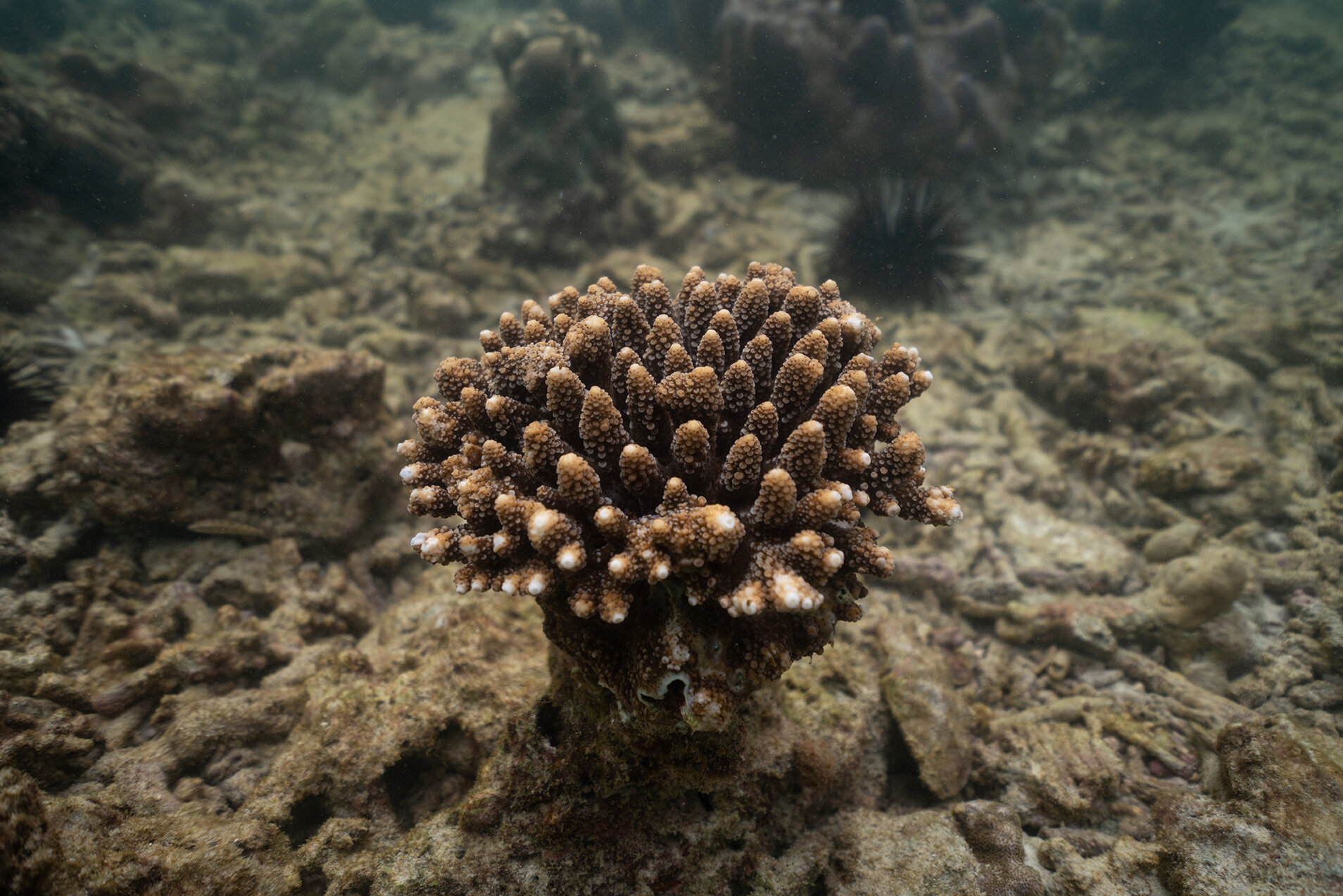  Feb 03, 2020 - Kyun Pila, Myanmar. A coral amongst piece of dead coral on the ocean floor. © Nicolas Axelrod / Ruom 